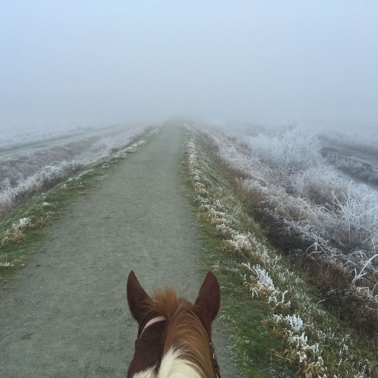 Vancouver Horseback Trail Riding